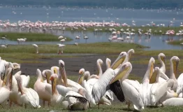 231088-white-pelicans-at-lake-nakuru