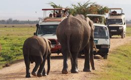 Amboseli-National-Park-in-October-dss-750x450