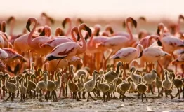 Crimson-Wing-Flamingos-lake Natron 1024x682-768x512