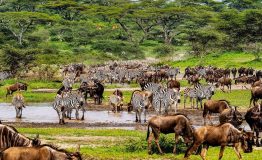 Great-wildebeest-migration-safari-guide-1200x675