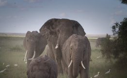 elephant-herd-g4f7b8a229_1920