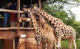 giraffe-center-nairobi