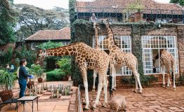 giraffe-manor-nairobi-kenya-travel-hotel-photography-26-1