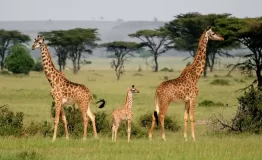 384456-giraffe-in-the-mara