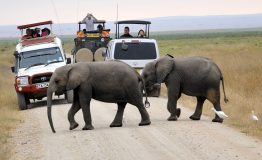 Activities-to-do-in-Amboseli-National-Park