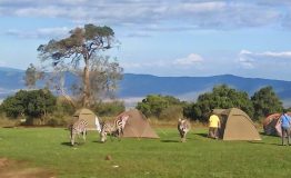 Arusha - Simba camp