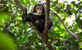 Chimpanzee trek in Nyungwe