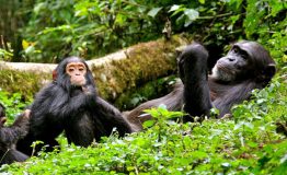 Chimpanzee trek in Nyungwe