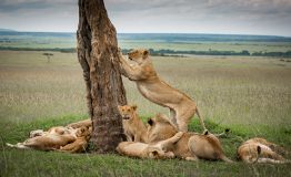 Serengeti - Arusha2