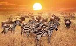Serengeti National Park zebra and wildebeest