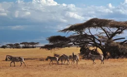 Zebras-Amboseli-National-Park-Kenya