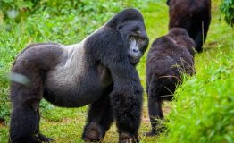 volcanoes-national-park-gorillas