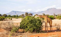 Tsavo_East_Giraffes