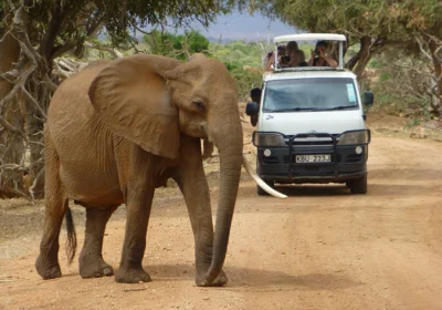 Kenya Holidays, Kenya Holiday Safaris, Holiday Travel in Kenya