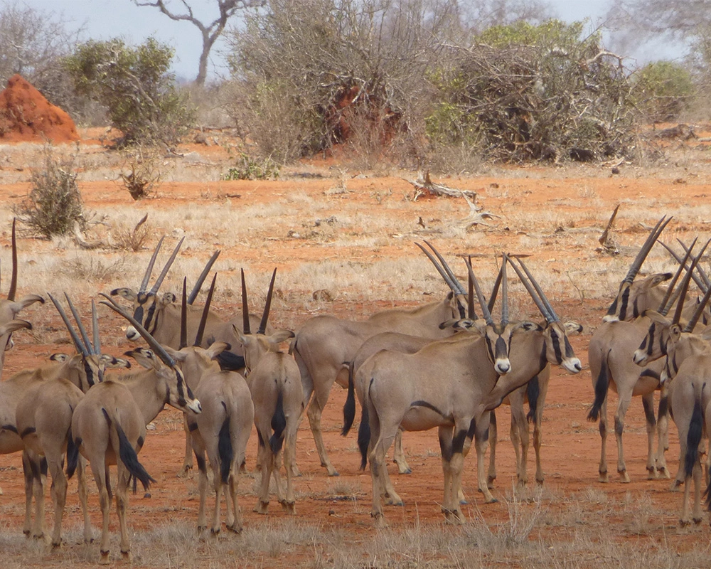 Samburu National Park Wildlife