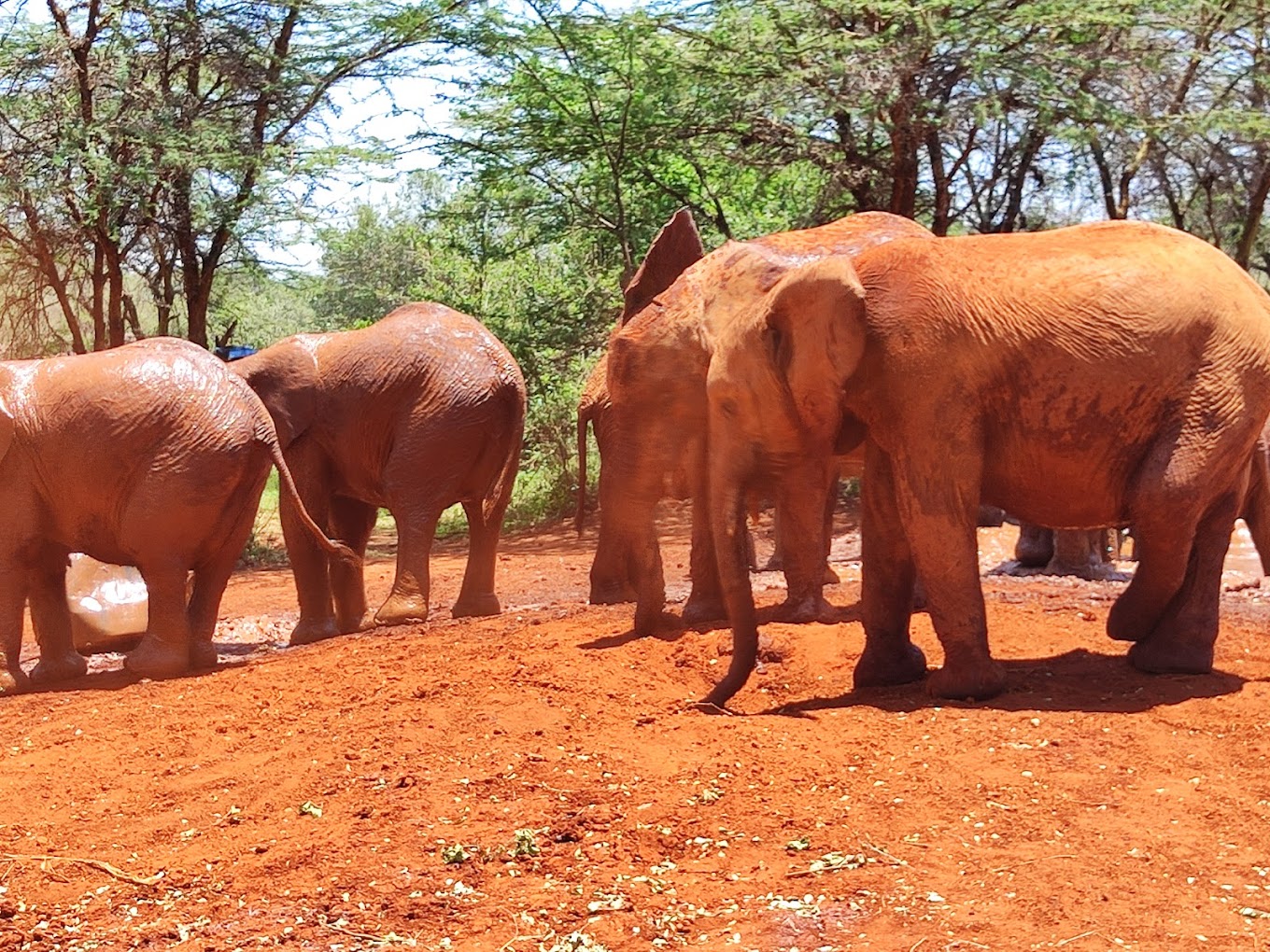 elephants adventure africa expeditions