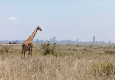 giraffe-with-nairobi-in-background-adventure africa expeditions