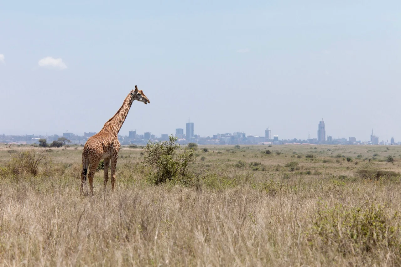 giraffe-with-nairobi-in-background-adventure africa expeditions