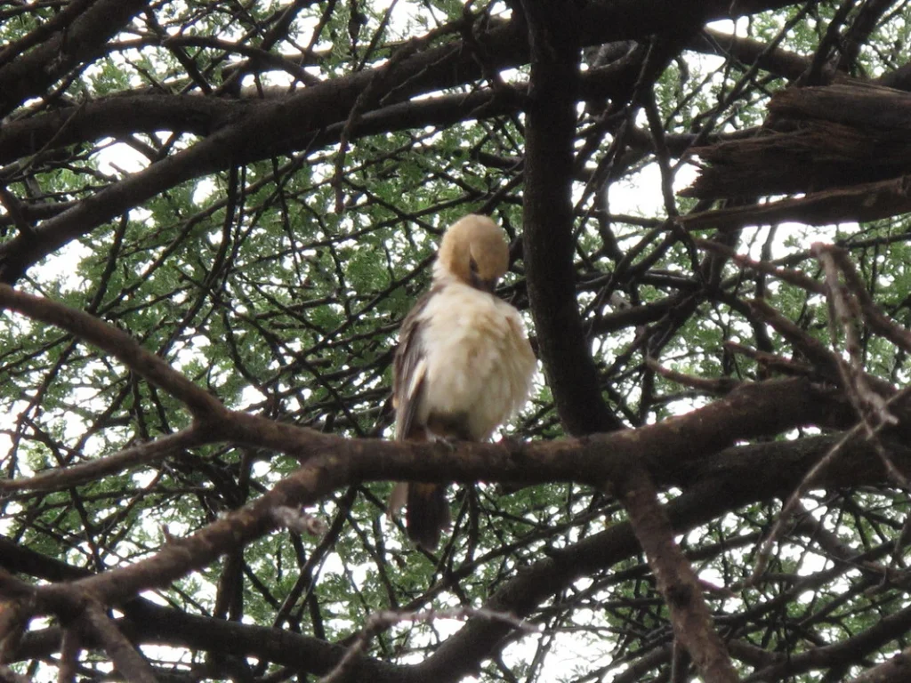 Birding in Uganda, Murchison Falls Birding