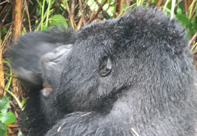 9 Days Uganda Tours Gorilla-Chimpanzee Safaris