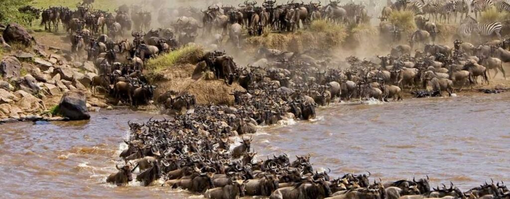 Masai Mara Great Wildebeest Migration, Wildlife in Maasai Mara National Park