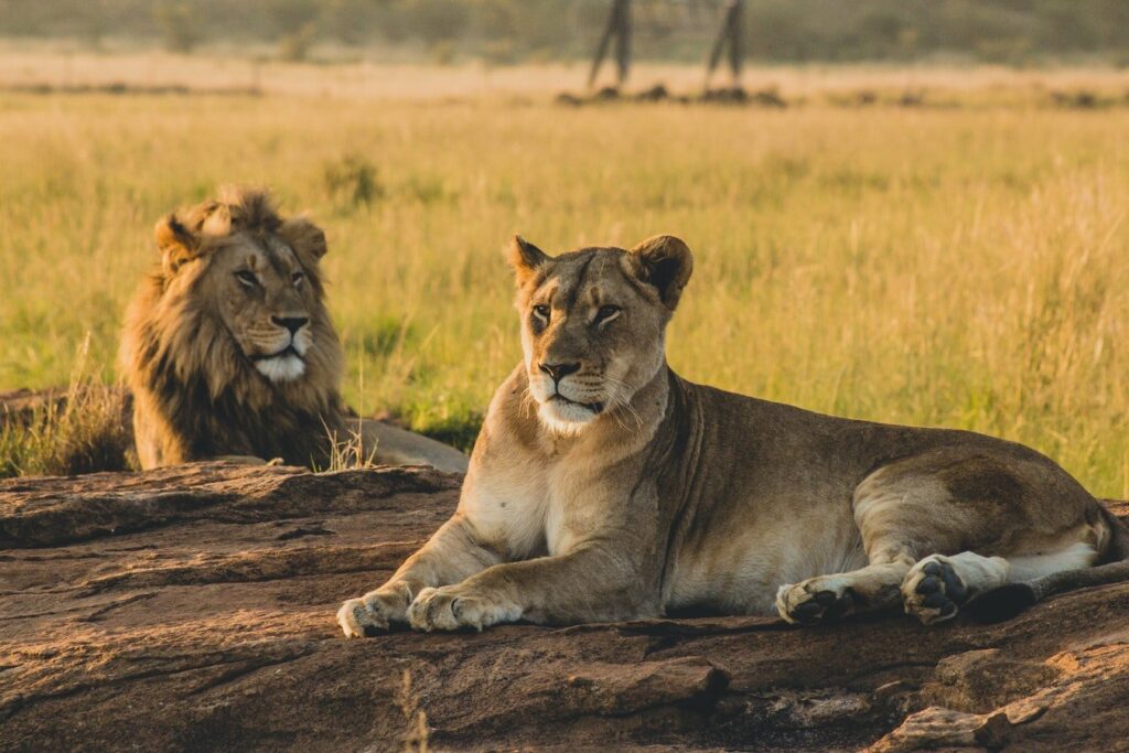 Lion and Lioness in the Serengeti Wilderness. 12 Days Mt Kilimanjaro Climbing Machame Route and Tanzania Wildlife Safari