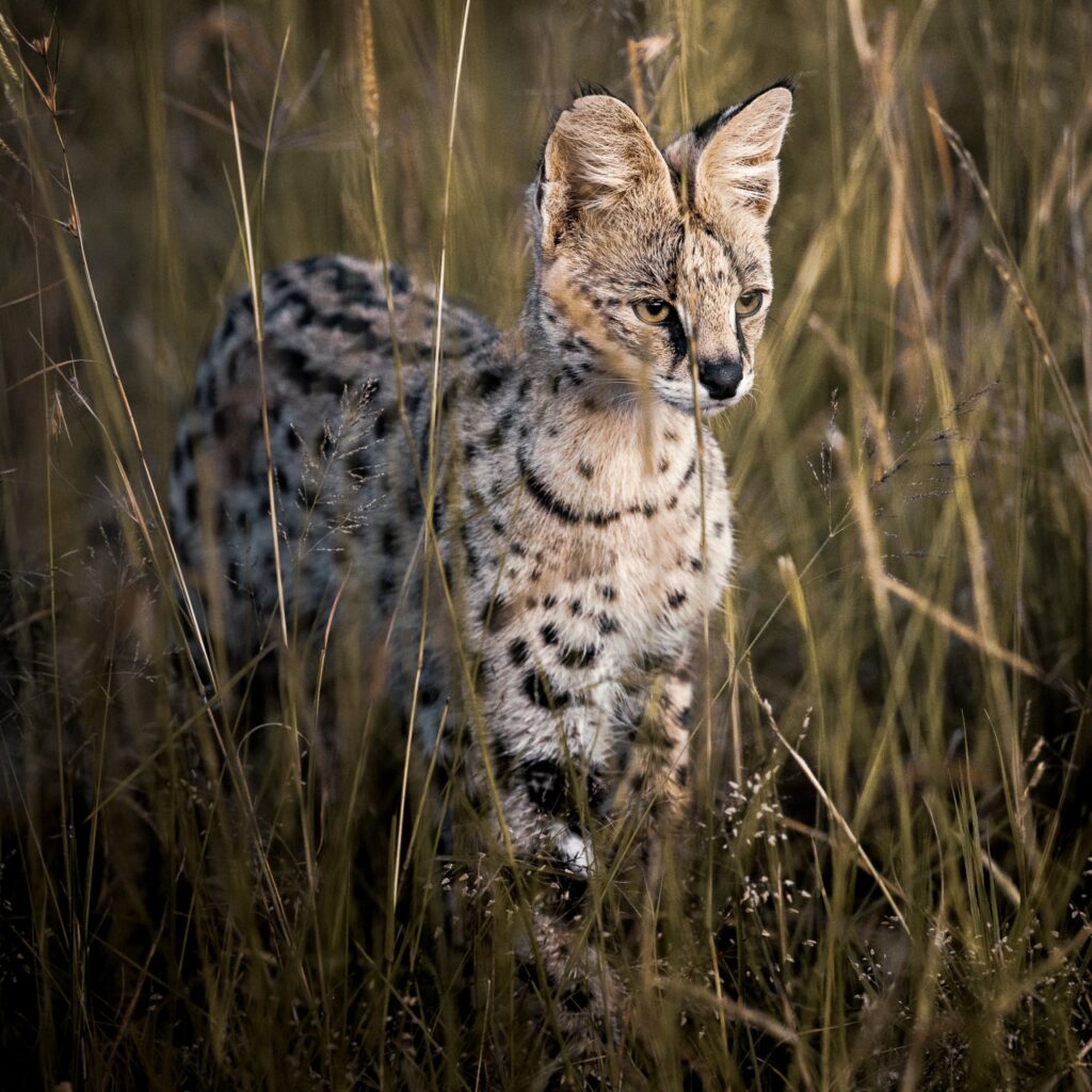 Budget Camping Safaris in Kenya, Camping Tours in Kenya, Cheap Tented Safaris in Kenya