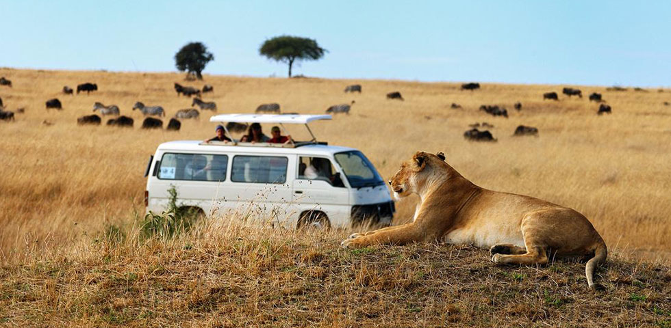 Game Drives in Maasai Mara National Park, Camping Tours in Masai Mara, Budget Camping in Kenya