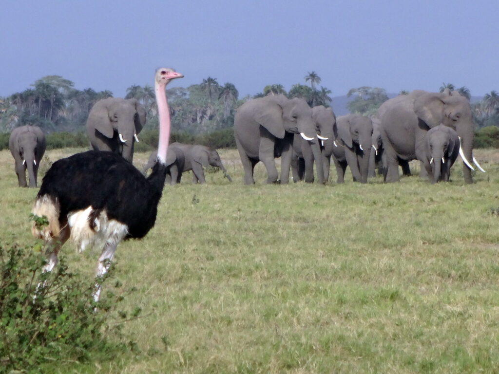 Adventure Travel in Kenya, Top Adventures in Kenya, Wildlife Tours in Africa