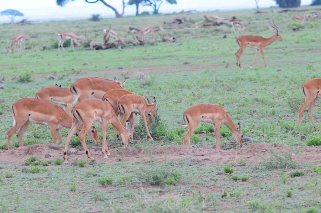 2 Days Masai Mara Safari, Wildlife Tour of Masai Mara