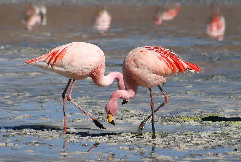 Flamingos at Lake Nakuru National Park